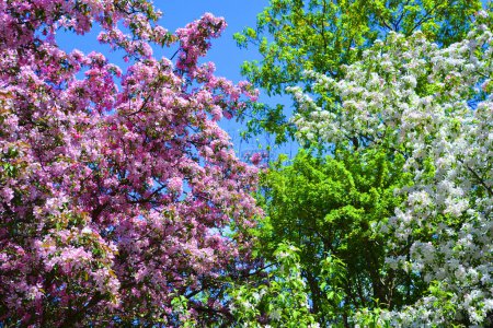 Téléchargez les photos : La floraison du pommier est un arbre à feuilles caduques de la famille des roses, surtout connu pour son fruit doux et pompeux, la pomme. Il est cultivé dans le monde entier comme un arbre fruitier - en image libre de droit