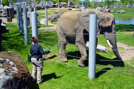 Téléchargez les photos : GRANBY QUEBEC CANADA - 05, 14, 2023 : Gardien d'éléphants avec son animal pour les soins médicaux et le nettoyage de ce gros animal - en image libre de droit