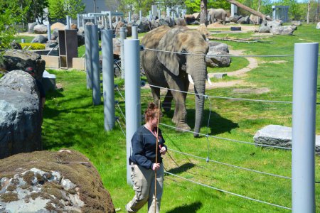 Téléchargez les photos : GRANBY QUEBEC CANADA - 05, 14, 2023 : Gardien d'éléphants avec son animal pour les soins médicaux et le nettoyage de ce gros animal - en image libre de droit