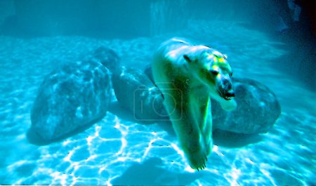 Téléchargez les photos : L'ours polaire (Ursus maritimus) est un ours originaire en grande partie du cercle polaire signe illustration pop-art icône de fond avec des taches de couleur - en image libre de droit