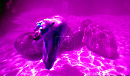 Photo for The polar bear (Ursus maritimus) is a bear native largely within the Arctic Circle sign illustration pop-art background icon with color spots - Royalty Free Image