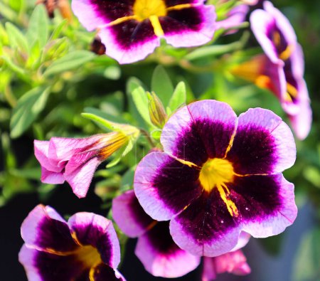 Foto de El pansy de jardín (Viola wittrockiana) es un tipo de planta híbrida de flores grandes cultivada como una flor de jardín - Imagen libre de derechos