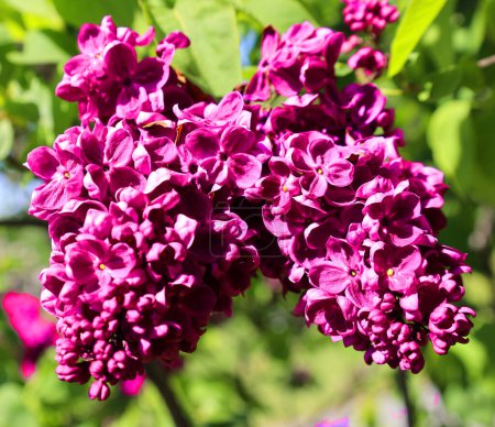 Foto de Hermosas flores lila en el soleado día de primavera. Syringa vulgaris flores de color lila común - Imagen libre de derechos