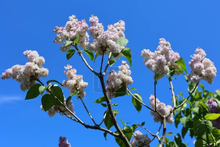 Téléchargez les photos : Belles fleurs lilas le jour ensoleillé du printemps. Syringa vulgaris fleurs lilas communes - en image libre de droit
