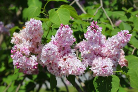 Téléchargez les photos : Belles fleurs lilas le jour ensoleillé du printemps. Syringa vulgaris fleurs lilas communes - en image libre de droit