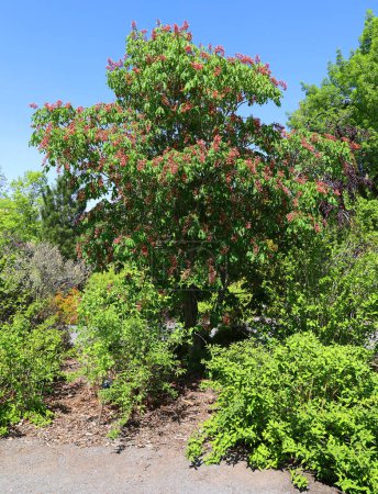 Téléchargez les photos : Belles fleurs rouges sur les arbres verts - en image libre de droit