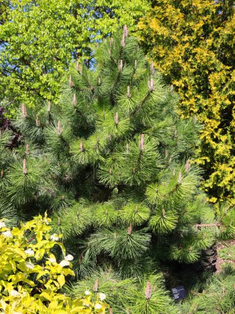 Téléchargez les photos : Branches d'épinette verte avec cônes au printemps. - en image libre de droit