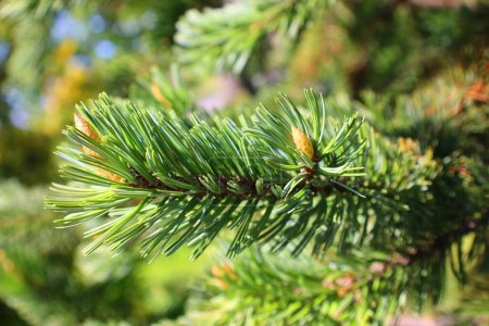 Foto de Primer plano de un pino verde con un fondo borroso - Imagen libre de derechos