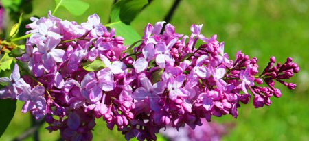 Foto de Hermosas flores lila en el soleado día de primavera. Syringa vulgaris flores de color lila común - Imagen libre de derechos