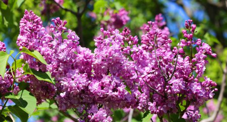 Photo for Beautiful lilac flowers on sunny spring day. Syringa vulgaris common lilac flowers - Royalty Free Image