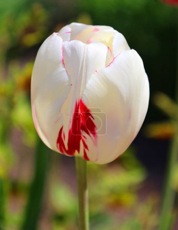 Foto de Vista de cerca de hermosas flores de tulipán en el jardín - Imagen libre de derechos