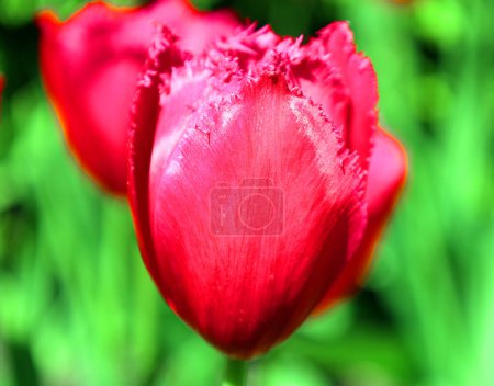 Foto de Vista de cerca de hermosas flores de tulipán en el jardín - Imagen libre de derechos