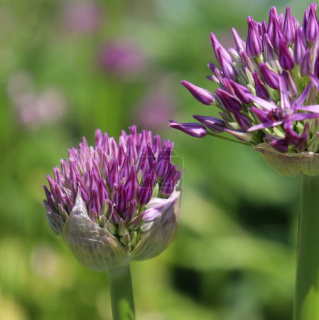 Foto de Primer plano de flores de alium púrpura en flor en el jardín - Imagen libre de derechos