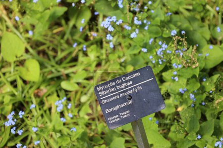 Téléchargez les photos : Brunnera macrophylla est une espèce d'amphibiens de la famille des Boraginaceae, originaire du Caucase. - en image libre de droit