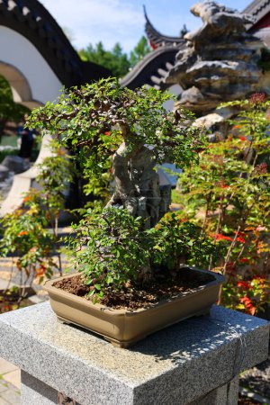 Photo for Bonsai. It is an Asian art form using cultivation techniques to produce small trees in containers that mimic the shape and scale of full size trees - Royalty Free Image