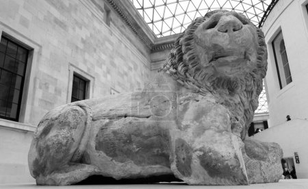 Téléchargez les photos : LONDRES ROYAUME-UNI 06 17 2023 : Lion of Knidos, statue colossale en marbre hellénistique d'un lion couché datant du IIe siècle av. J.-C., exposée dans la Grande Cour du British Museum. - en image libre de droit