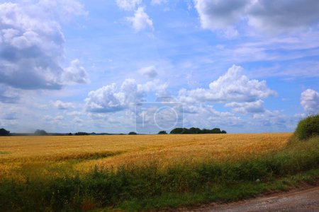Téléchargez les photos : Champ de blé et ciel nuageux - en image libre de droit