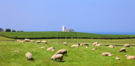 Photo for View of the countryside and sheep farm, green field on the hill - Royalty Free Image
