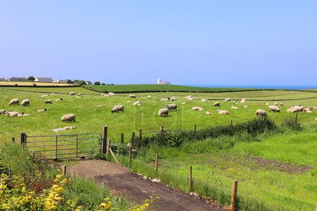 Téléchargez les photos : Vue sur la campagne et la ferme ovine, champ verdoyant sur la colline - en image libre de droit