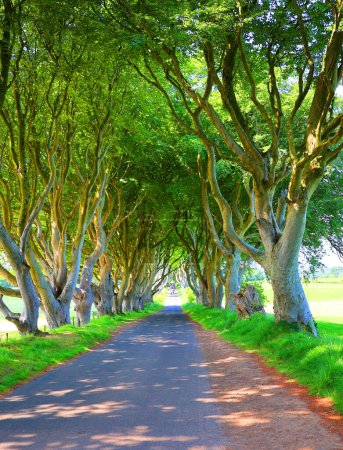 Téléchargez les photos : Beau paysage avec des arbres et ruelle dans le parc - en image libre de droit