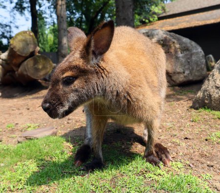 Téléchargez les photos : Mignon kangourou dans le zoo - en image libre de droit