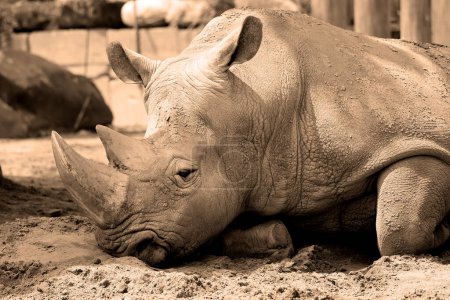 Téléchargez les photos : Le rhinocéros blanc ou rhinocéros à lèvres carrées est la plus grande espèce existante de rhinocéros. - en image libre de droit