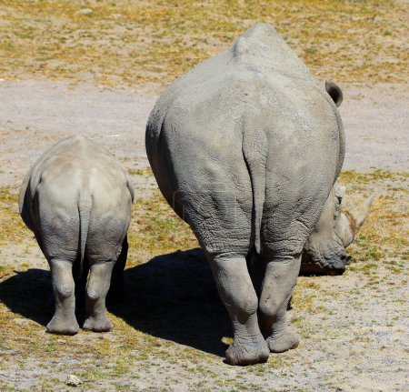 Téléchargez les photos : Rhinocéros blancs ou rhinocéros à lèvres carrées les plus grandes espèces existantes de rhinocéros. - en image libre de droit