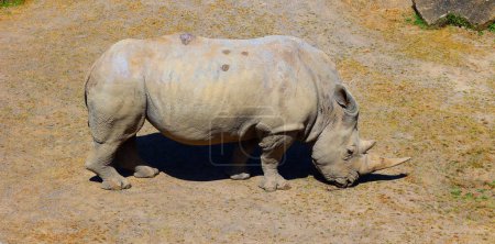Téléchargez les photos : Rhinocéros blanc ou rhinocéros à lèvres carrées est la plus grande espèce existante de rhinocéros. Il a une bouche large utilisée pour le pâturage et est le plus social de toutes les espèces de rhinocéros - en image libre de droit
