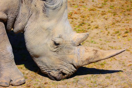 Téléchargez les photos : Rhinocéros blanc ou rhinocéros à lèvres carrées est la plus grande espèce existante de rhinocéros. Il a une bouche large utilisée pour le pâturage et est le plus social de toutes les espèces de rhinocéros - en image libre de droit