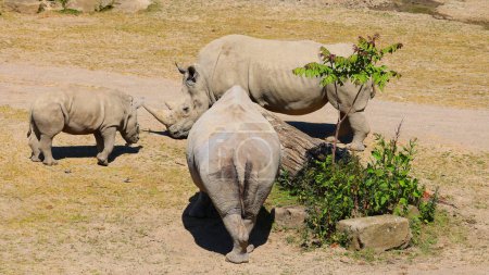 Foto de Rinocerontes blancos o rinocerontes de labio cuadrado, la especie de rinoceronte más grande existente. - Imagen libre de derechos
