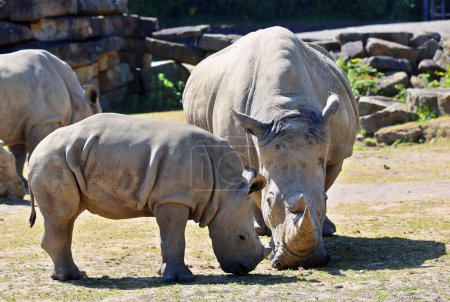 Téléchargez les photos : Rhinocéros blancs ou rhinocéros à lèvres carrées les plus grandes espèces existantes de rhinocéros. - en image libre de droit