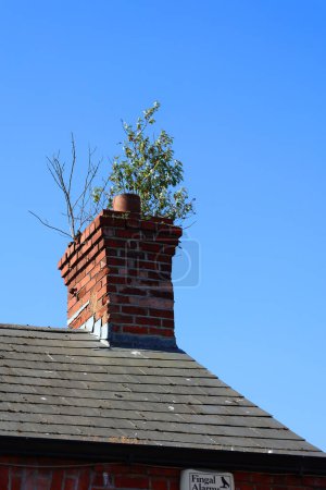 Téléchargez les photos : Vieille maison en brique avec des plantes poussant dans la cheminée et le ciel bleu - en image libre de droit
