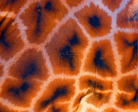 Téléchargez les photos : Texture de la peau girafe, fond - en image libre de droit