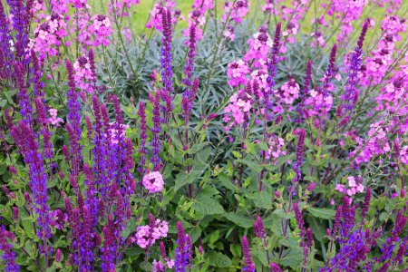 Téléchargez les photos : Fleurs violettes avec des feuilles vertes dans le jardin d'été - en image libre de droit