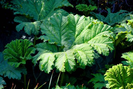 Photo for Gunnera manicata, known as Brazilian giant rhubarb, is a species of flowering plant in the family Gunneraceae - Royalty Free Image