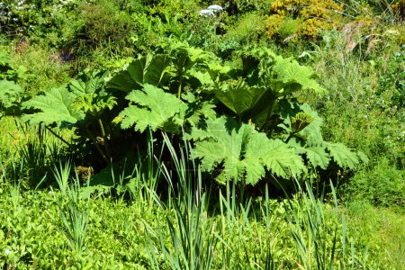 Photo for Gunnera manicata, known as Brazilian giant rhubarb, is a species of flowering plant in the family Gunneraceae - Royalty Free Image