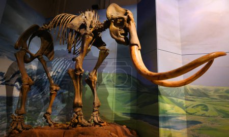 Foto de CARDIFF WALES REINO UNIDO 06 17 23: Un mamut es cualquier especie del extinto género de elefantes Mammuthus, uno de los muchos géneros que componen el orden de los mamíferos troncales llamados proboscidianos.. - Imagen libre de derechos
