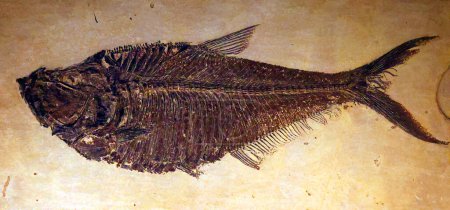 Téléchargez les photos : CARDIFF WALES ROYAUME-UNI 06 17 23 : On trouve des poissons fossiles sur tous les continents, y compris l'Antarctique. Il existe un certain nombre de sites fossiles importants dans le monde - en image libre de droit