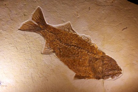 Téléchargez les photos : CARDIFF WALES ROYAUME-UNI 06 17 23 : On trouve des poissons fossiles sur tous les continents, y compris l'Antarctique. Il existe un certain nombre de sites fossiles importants dans le monde - en image libre de droit