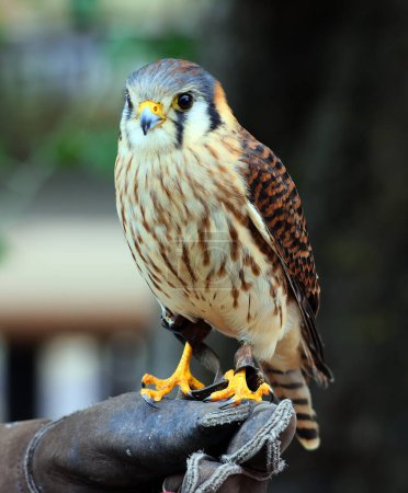 Téléchargez les photos : Portrait de bel oiseau faucon, vue rapprochée - en image libre de droit