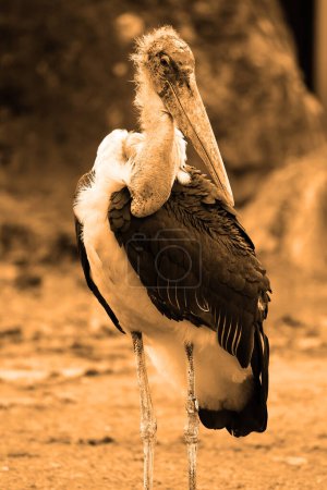 Foto de La cigüeña de Marabú, Leptoptilos crumeniferus, es una gran ave zancuda de la familia Ciconiidae. - Imagen libre de derechos