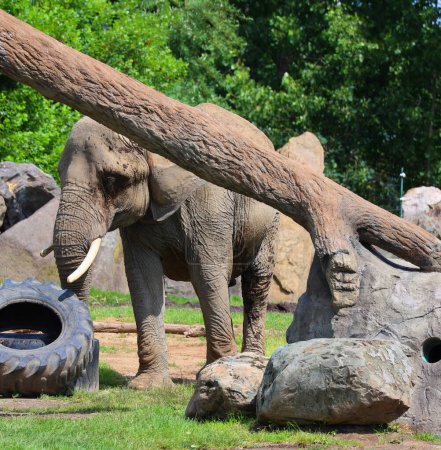 Foto de Los elefantes africanos son elefantes del género Loxodonta.. - Imagen libre de derechos