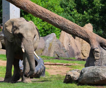 Foto de Los elefantes africanos son elefantes del género Loxodonta.. - Imagen libre de derechos