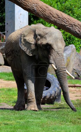 Téléchargez les photos : Les éléphants d'Afrique sont des éléphants du genre Loxodonta. - en image libre de droit