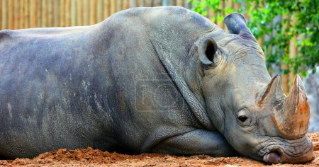 Téléchargez les photos : Le rhinocéros blanc ou rhinocéros à lèvres carrées est la plus grande espèce existante de rhinocéros. - en image libre de droit