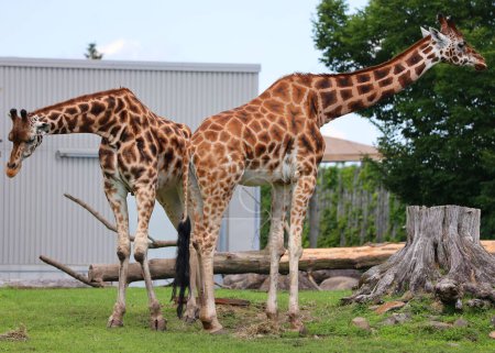 Foto de Jirafas (Giraffa camelopardalis) Mamíferos ungulados de dedos uniformes africanos, la más alta de todas las especies animales terrestres existentes - Imagen libre de derechos
