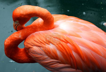 Photo for Beautiful pink flamingo in the water - Royalty Free Image
