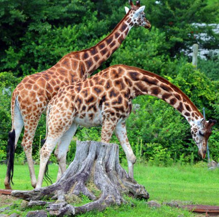 Téléchargez les photos : Girafes (Giraffa camelopardalis) Mammifères ongulés à doigts pairs africains, les plus grands de toutes les espèces animales terrestres existantes - en image libre de droit