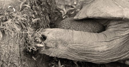 Foto de Tortuga gigante en el zoológico - Imagen libre de derechos