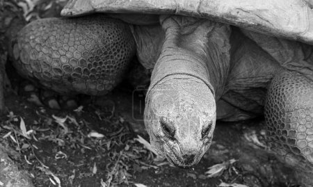 Foto de Tortuga gigante en el zoológico - Imagen libre de derechos